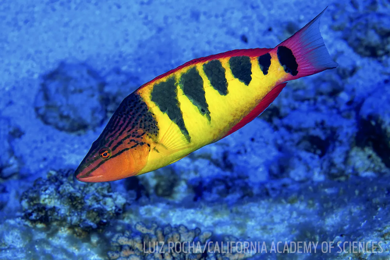 halfbarred wrasse fish