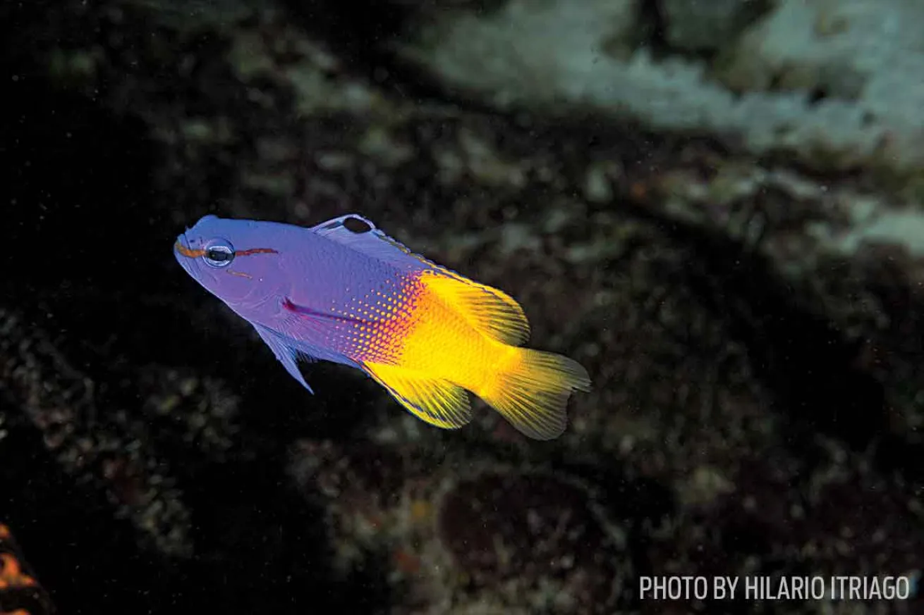 fairy basslet LA laker fish photo