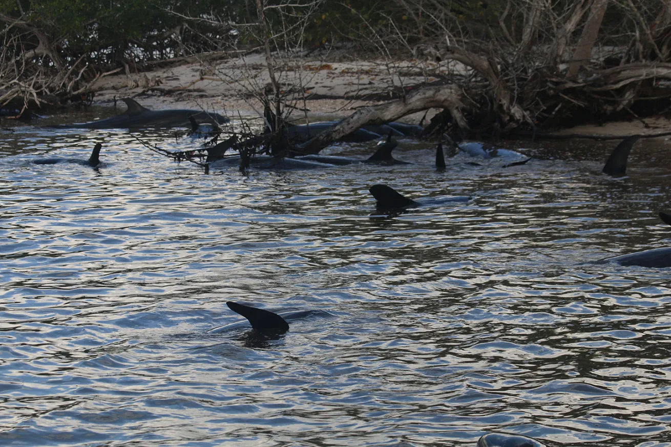 some of the stranded whales