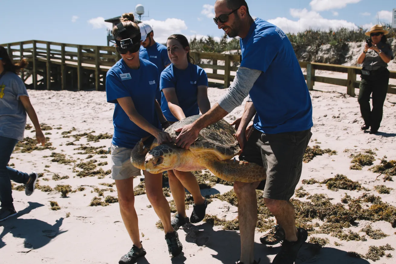 florida aquarium sea turtle release