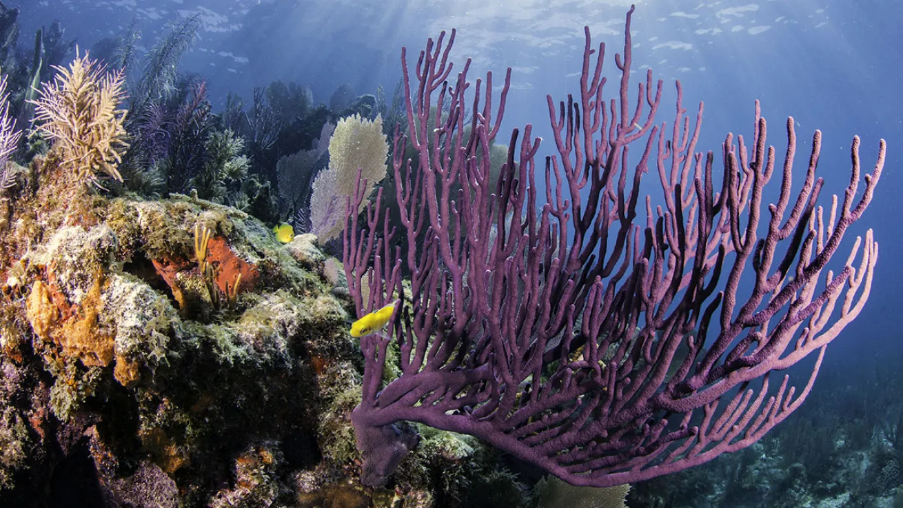florida keys coral