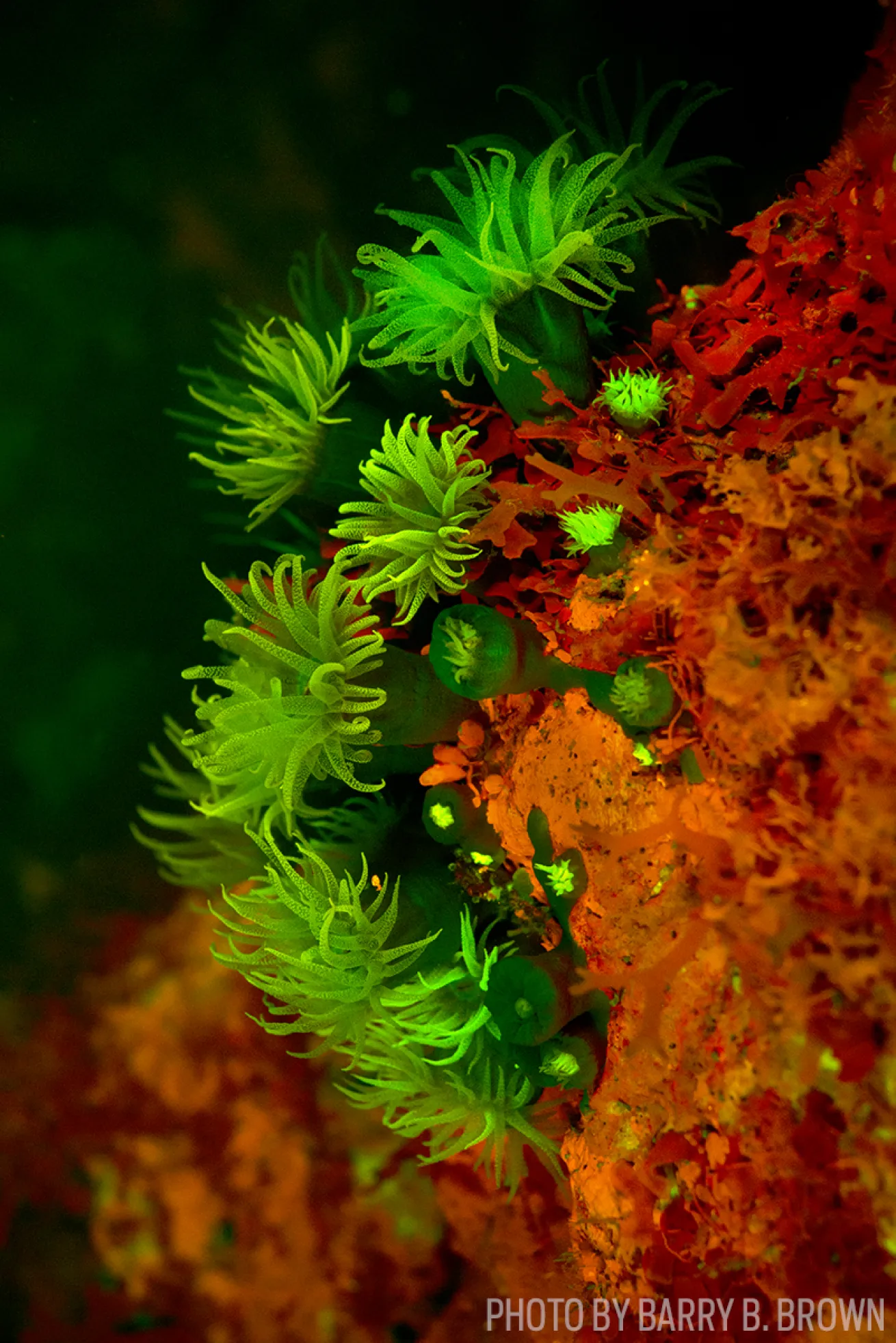 bonaire fluorescent reef photo