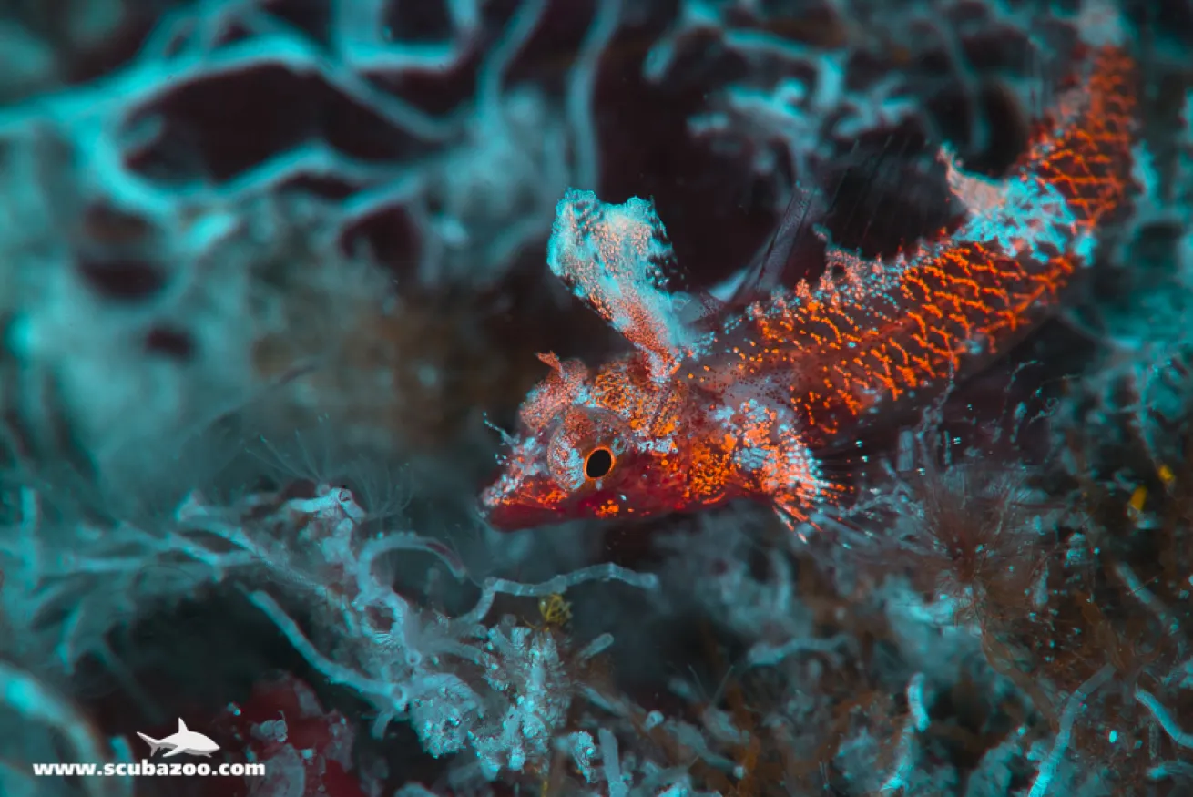 Signal-Fin Goby