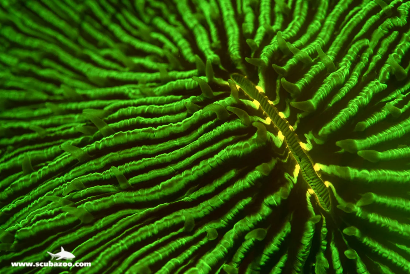 Mushroom Coral 