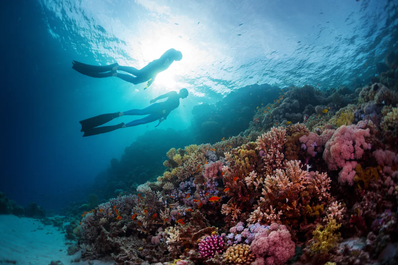 freediving encounters