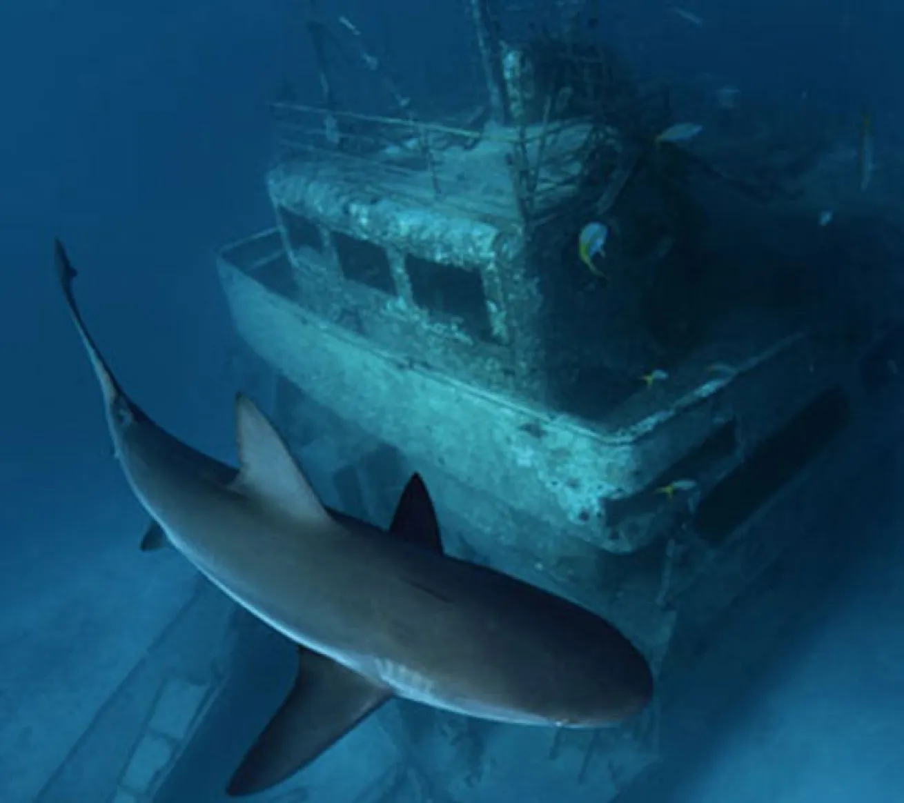 Ray of Hope shipwreck