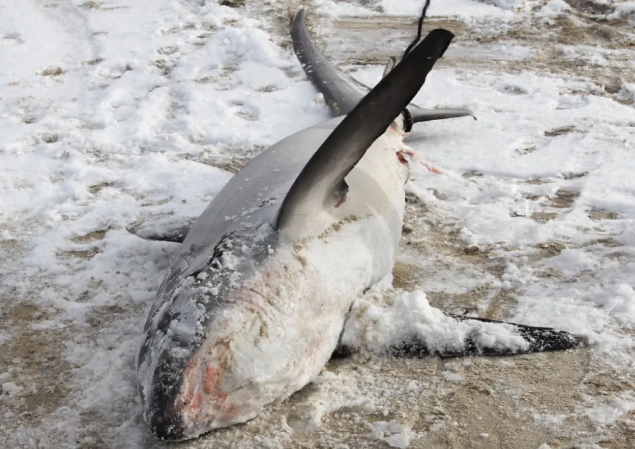 frozen thresher shark