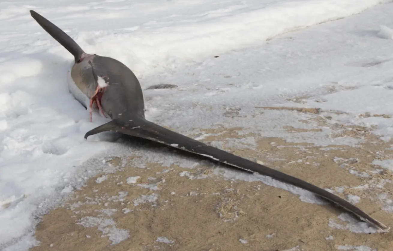 frozen thresher shark