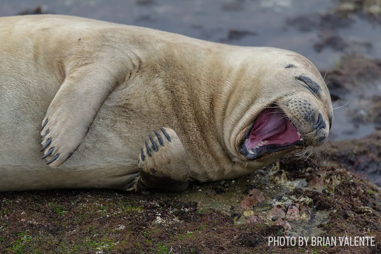 funny wildlife photos