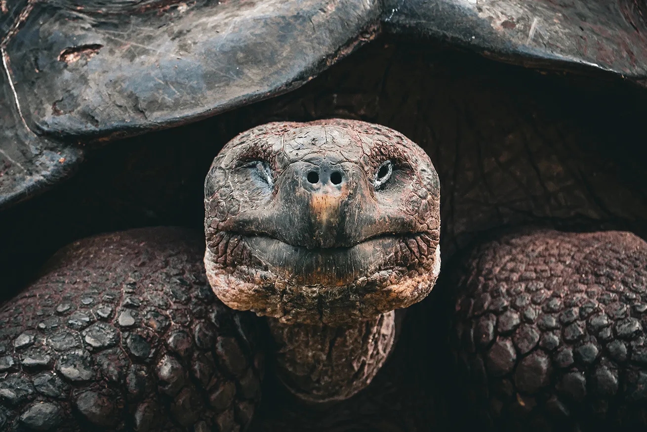 giant galapagos tortoise 