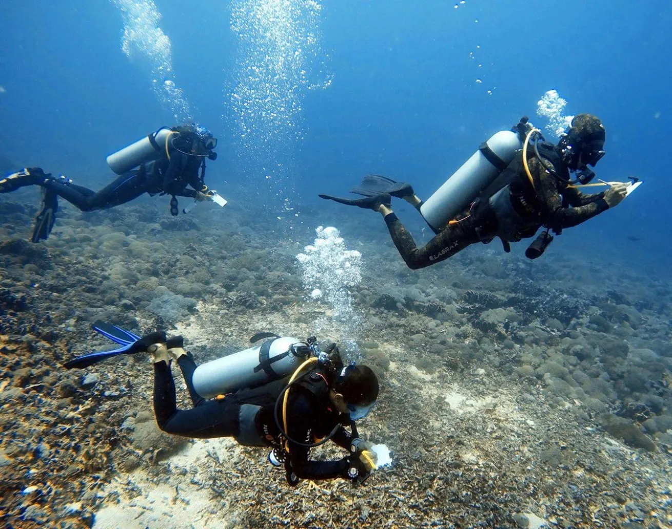 Gili coral reef survey