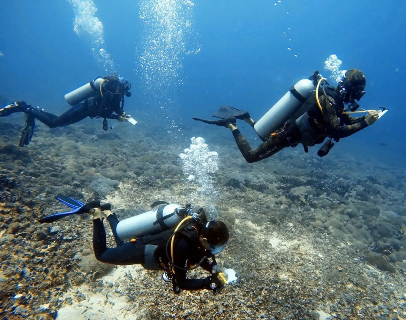 gili shark conservation