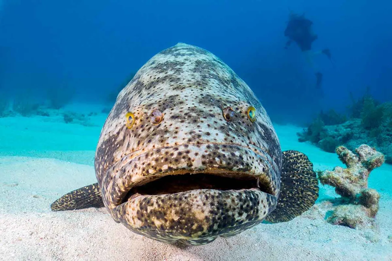 Goliath grouper controversy
