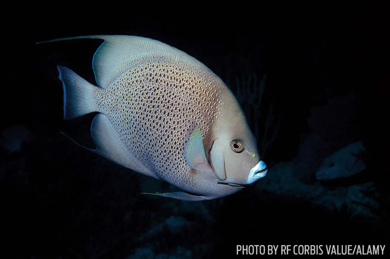 gray angelfish fish id tips