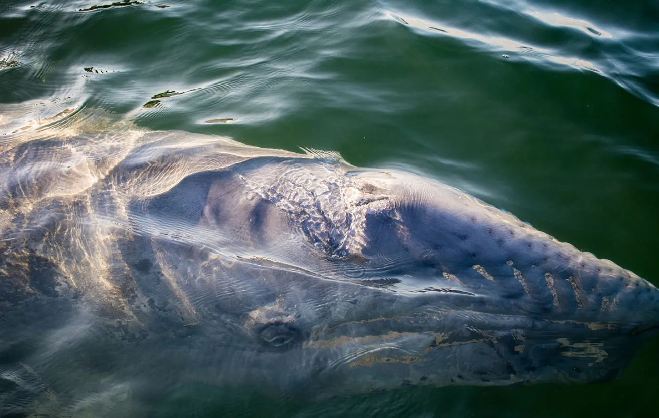 gray whale migrating