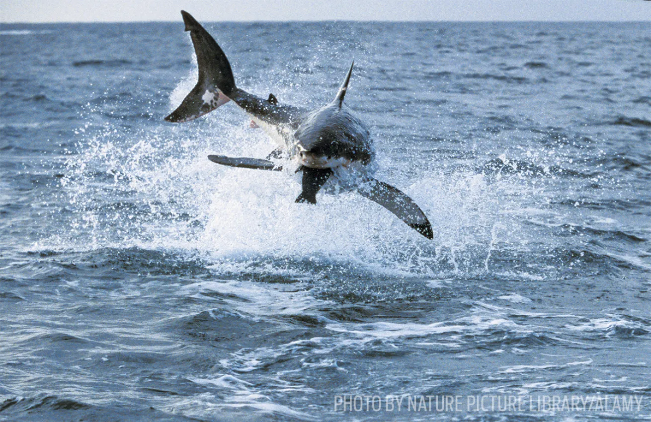 great white shark feeding