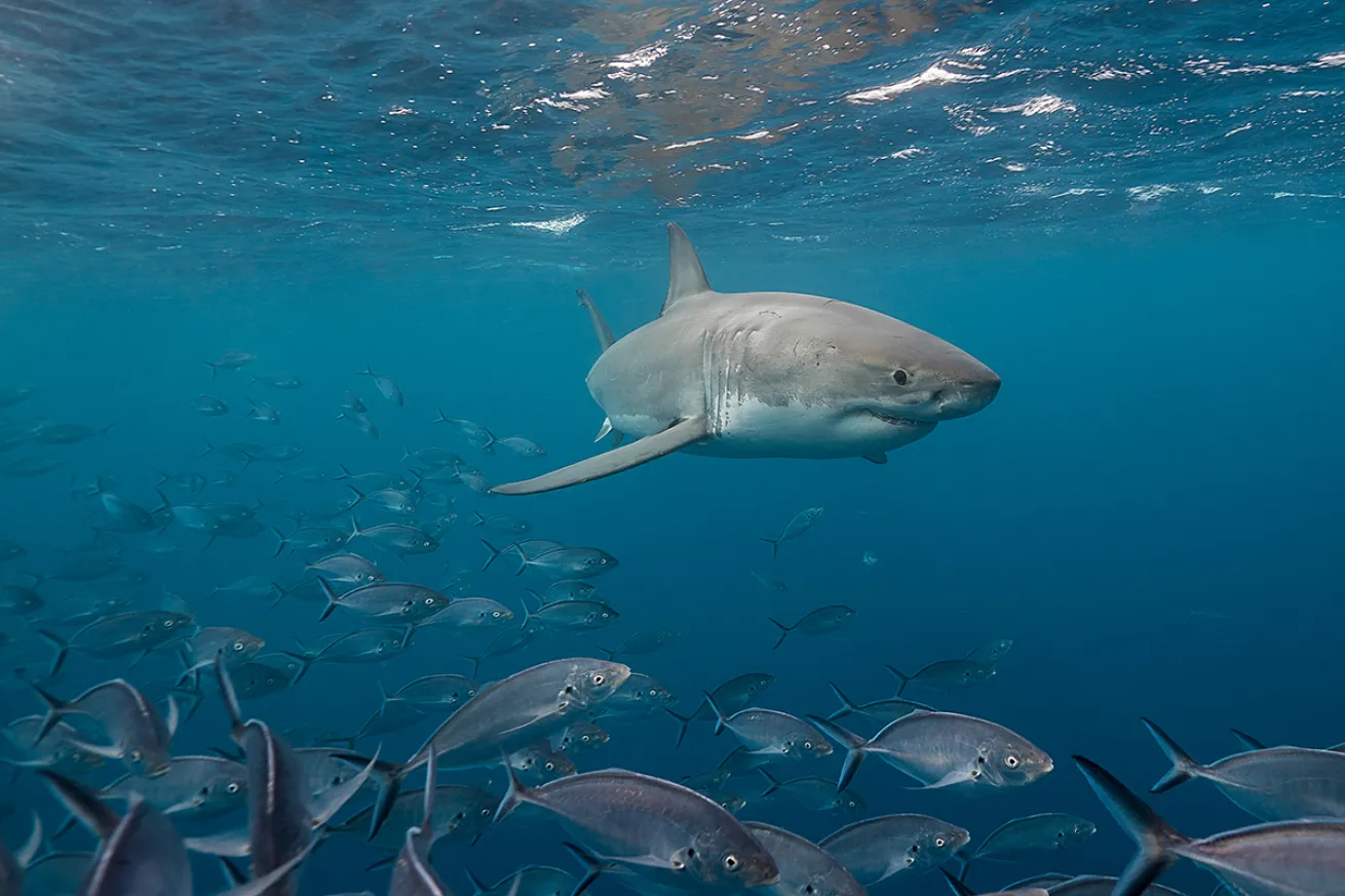 Great white shark swims through school of fish
