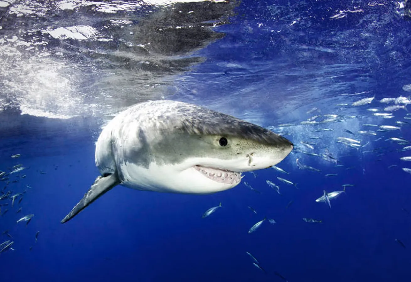 great white shark