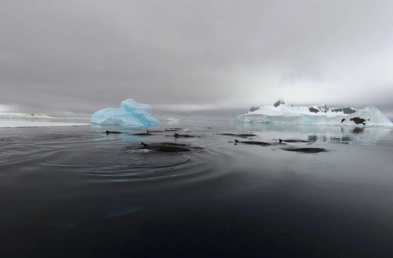 minke whales