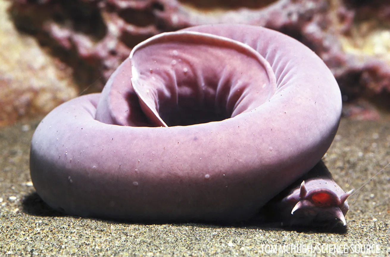 hagfish