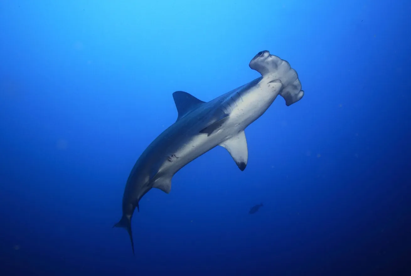 Hammerhead Shark