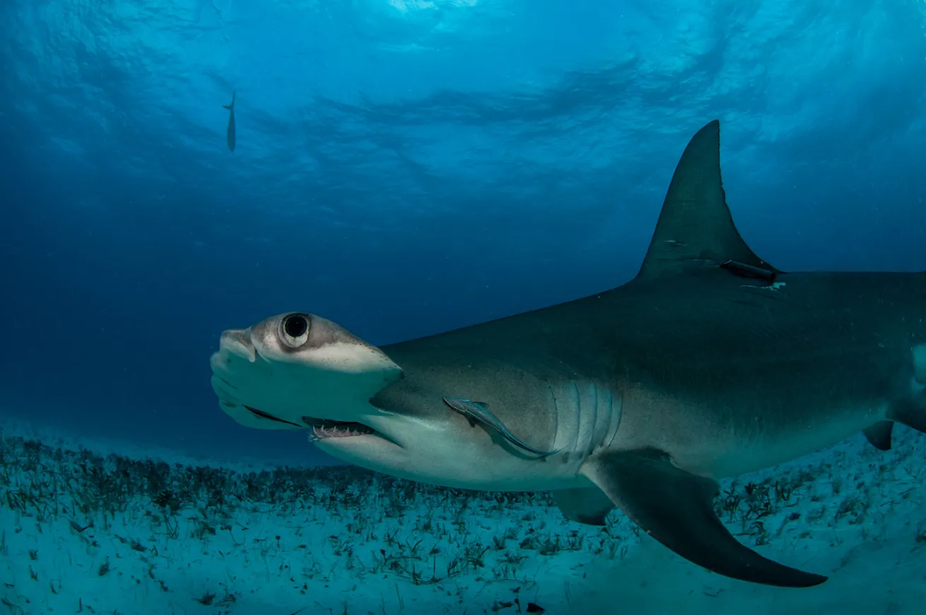 hammerhead shark