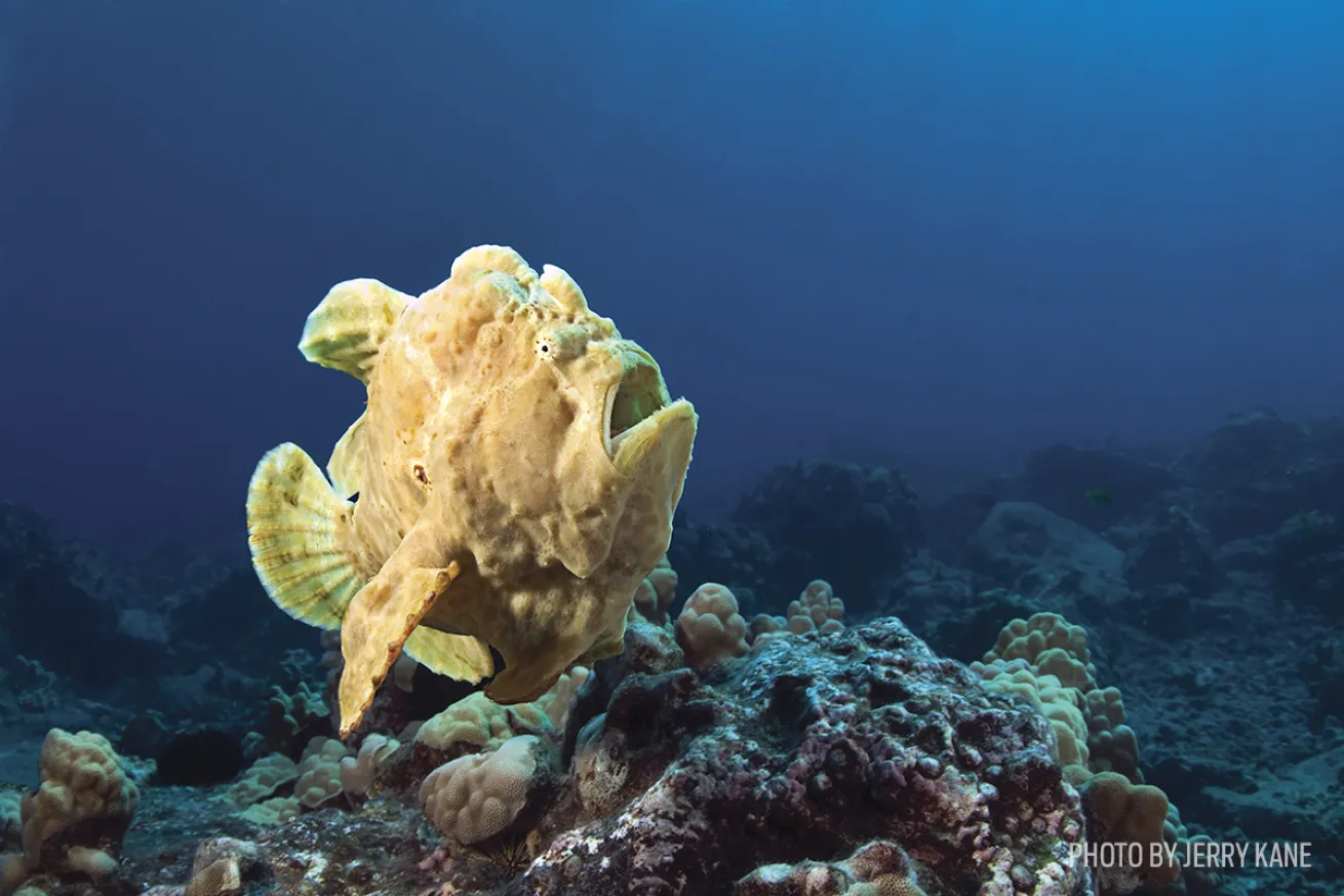 Commerson’s frogfish hawaii