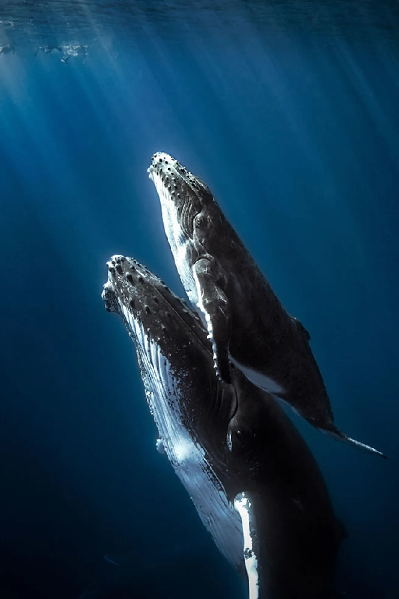 humpback whales
