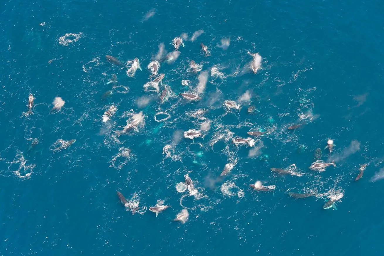 humpback whale super group