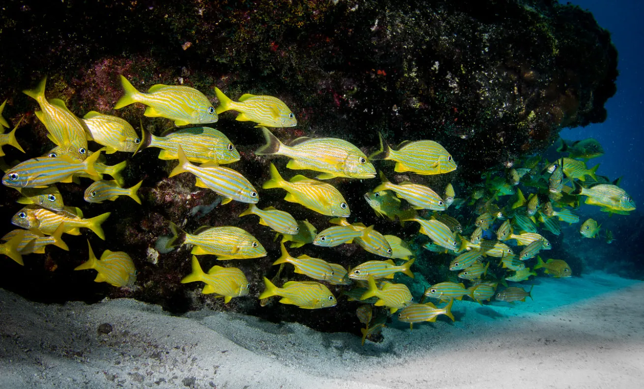 an underwater photo of a school of fish in Florida