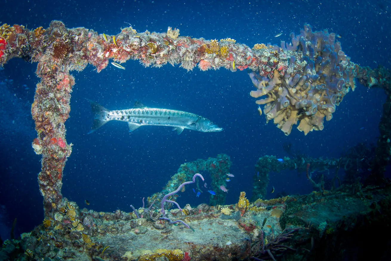 an underwater photo of a barracuda on the Spiegel Grove