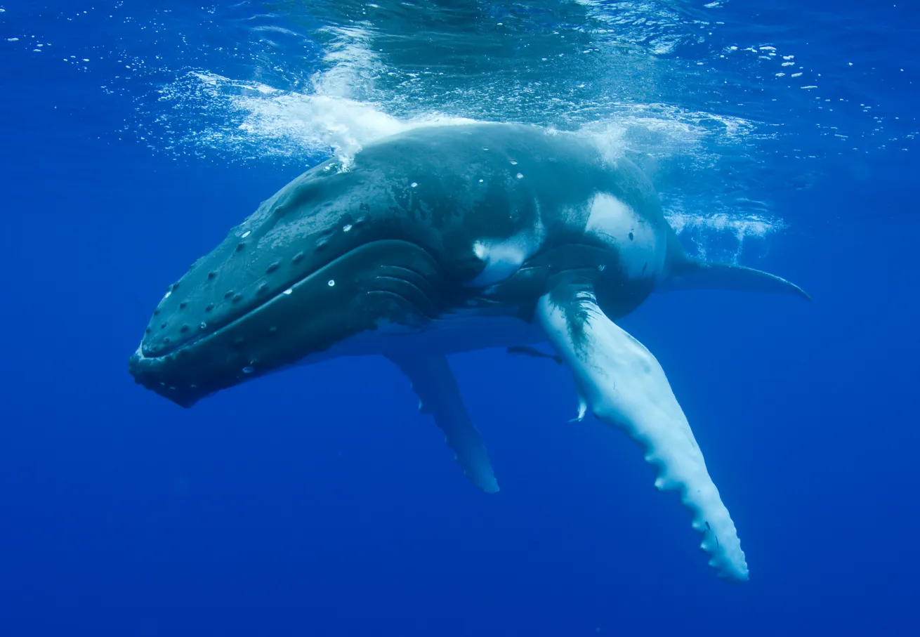 whale
