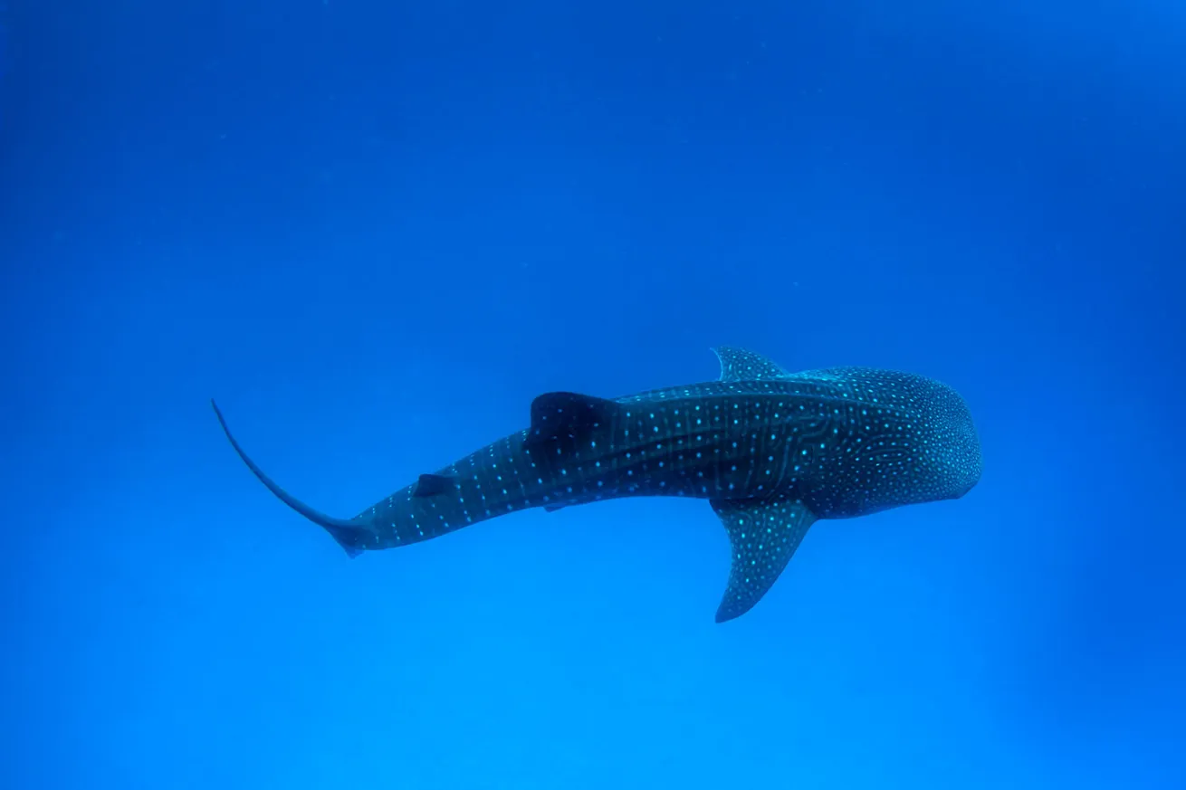 whale shark