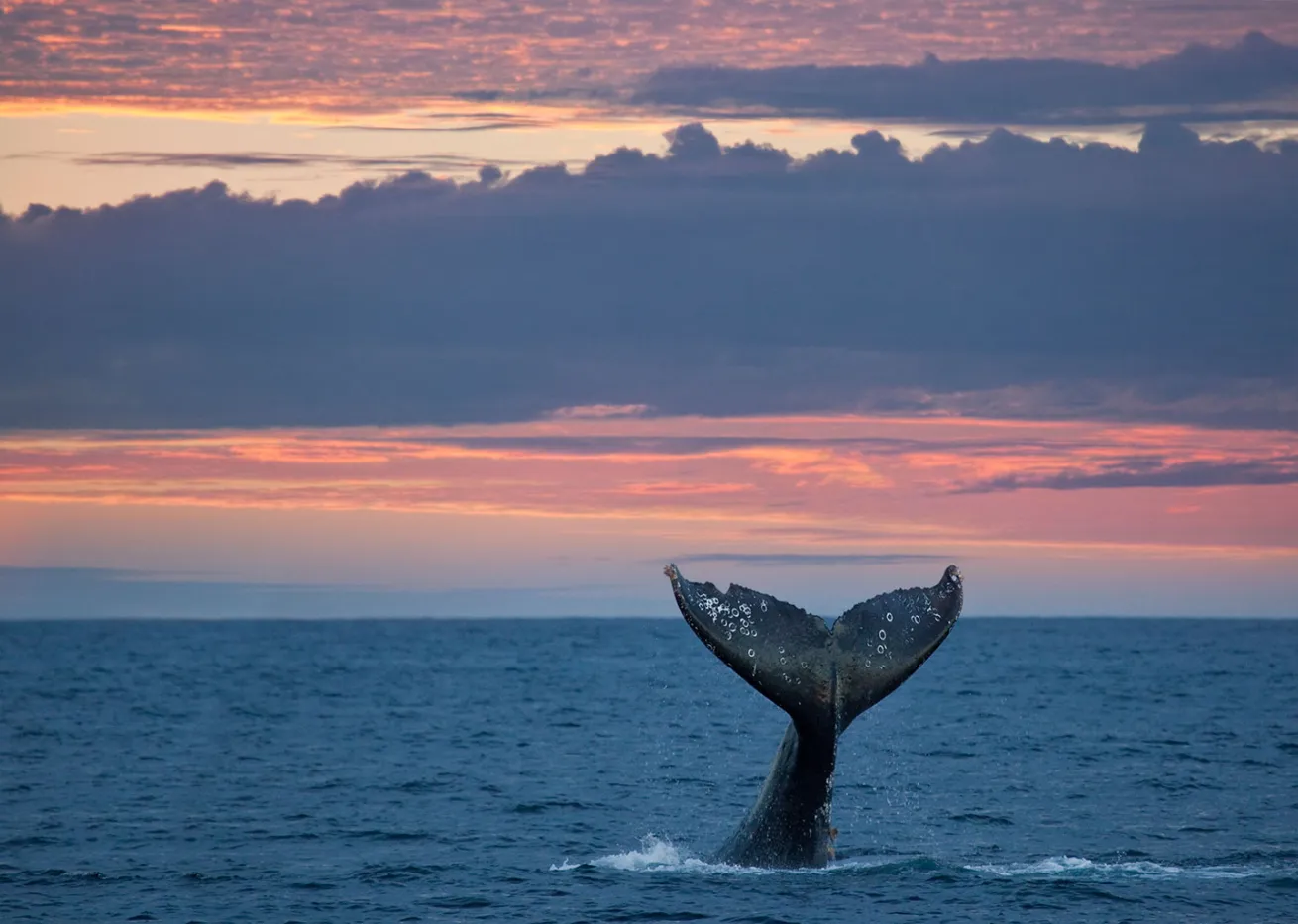 whale diving