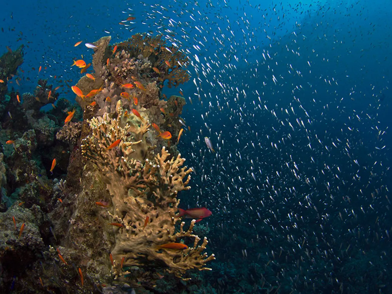 coral reef