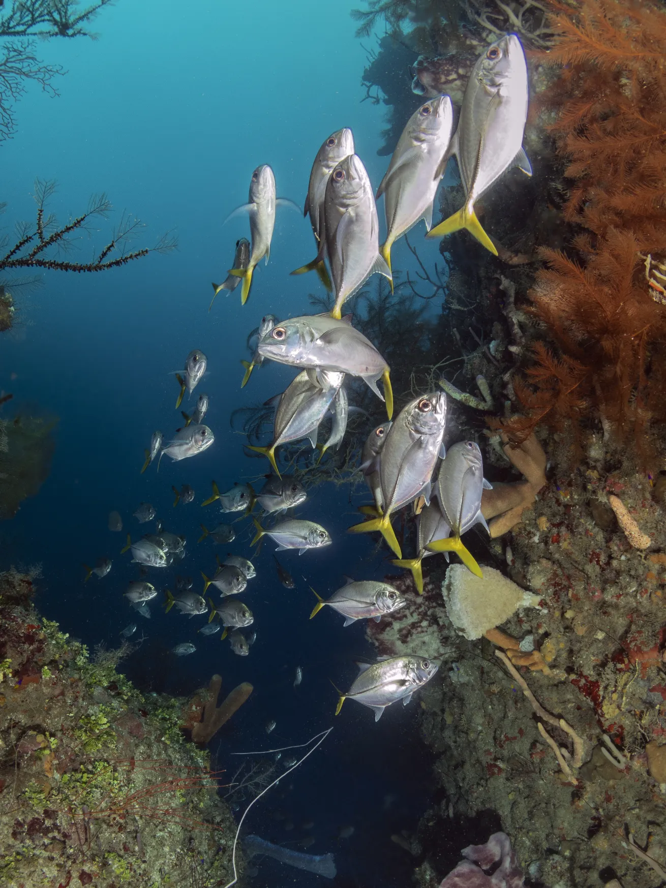 Home to the world’s second largest barrier reef, Roatan, Honduras is justifiably one of the top scuba diving and snorkeling destinations on earth.