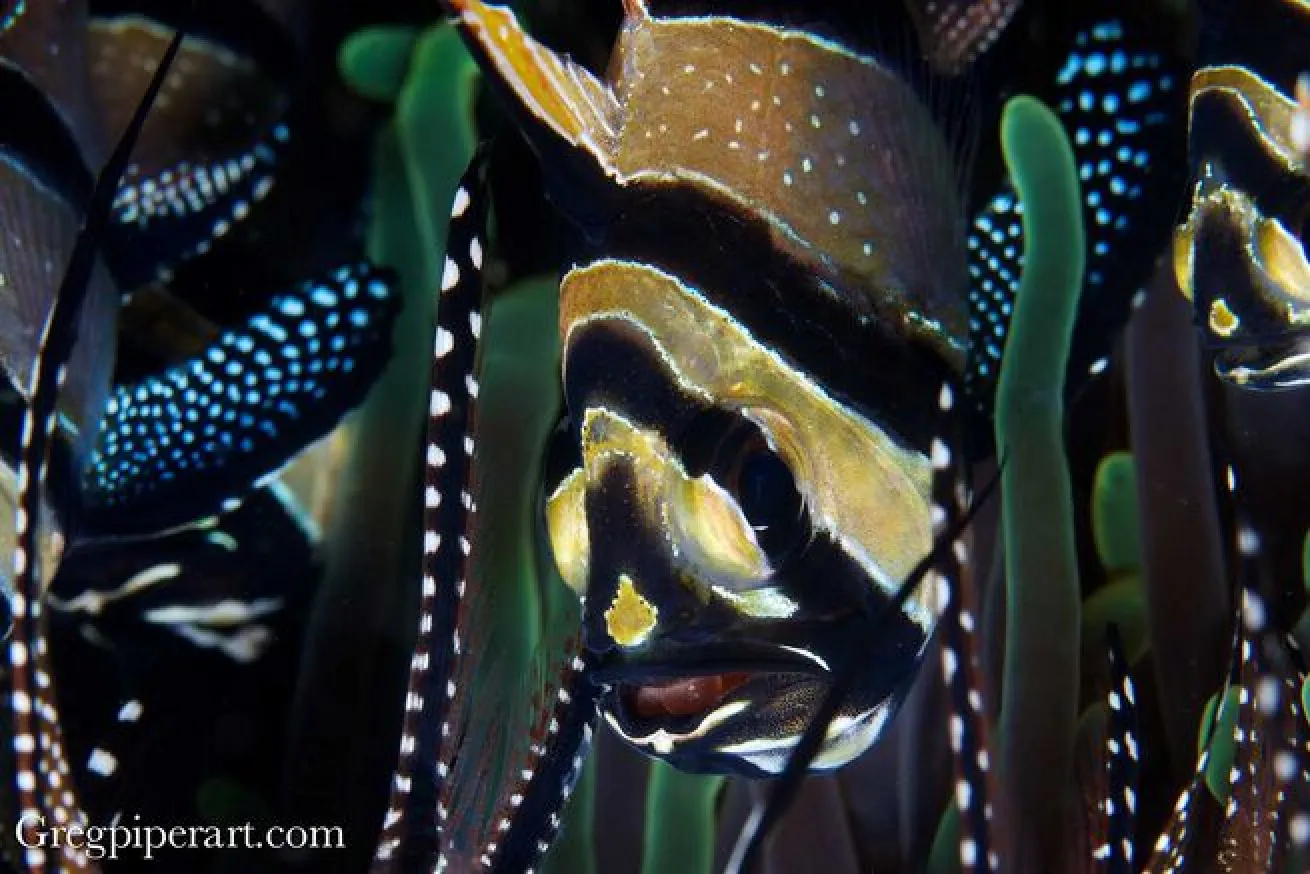 Banggai cardinalfish