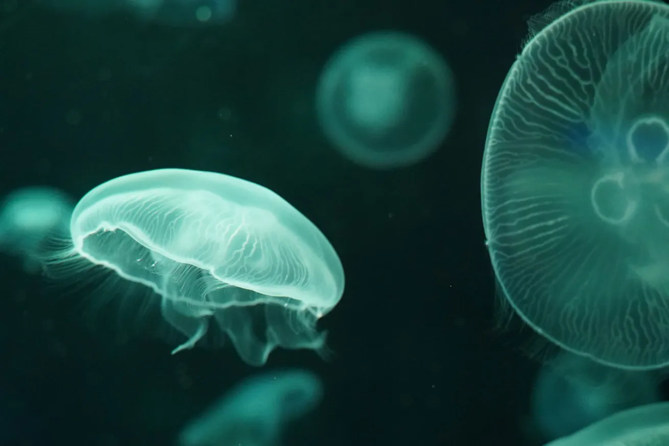 Jellyfish