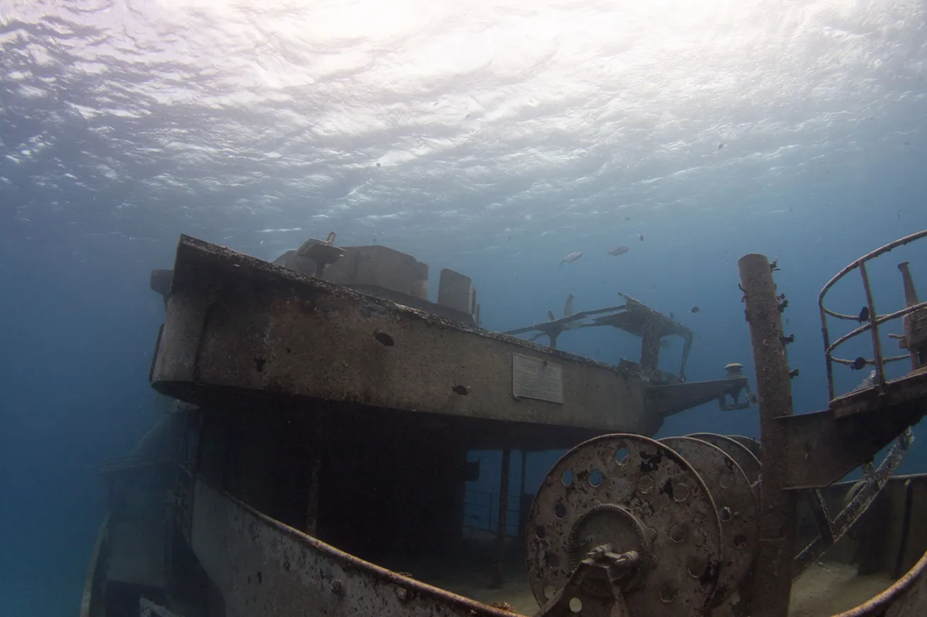 a view of the Kittiwake