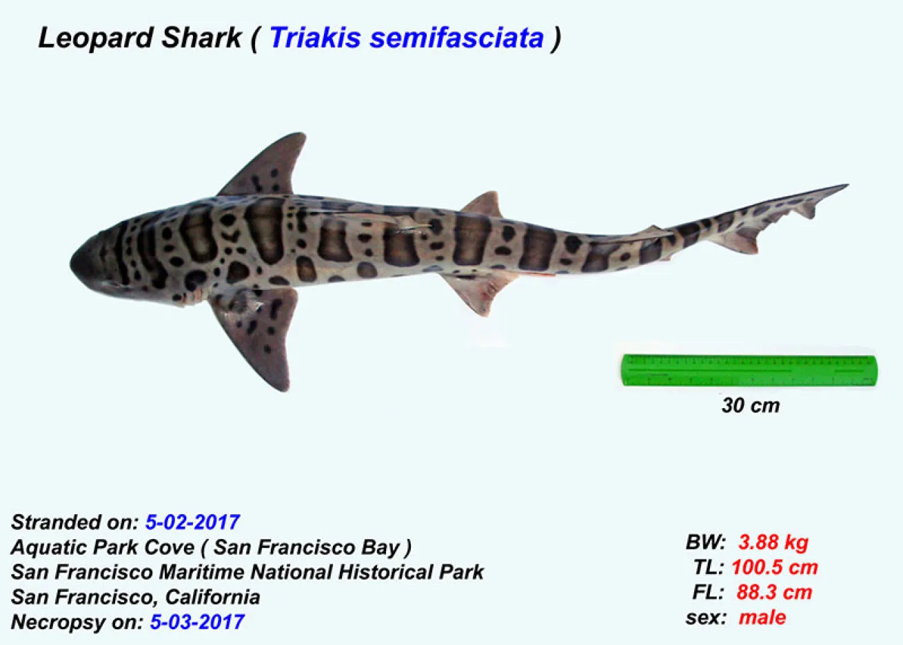 dead leopard shark