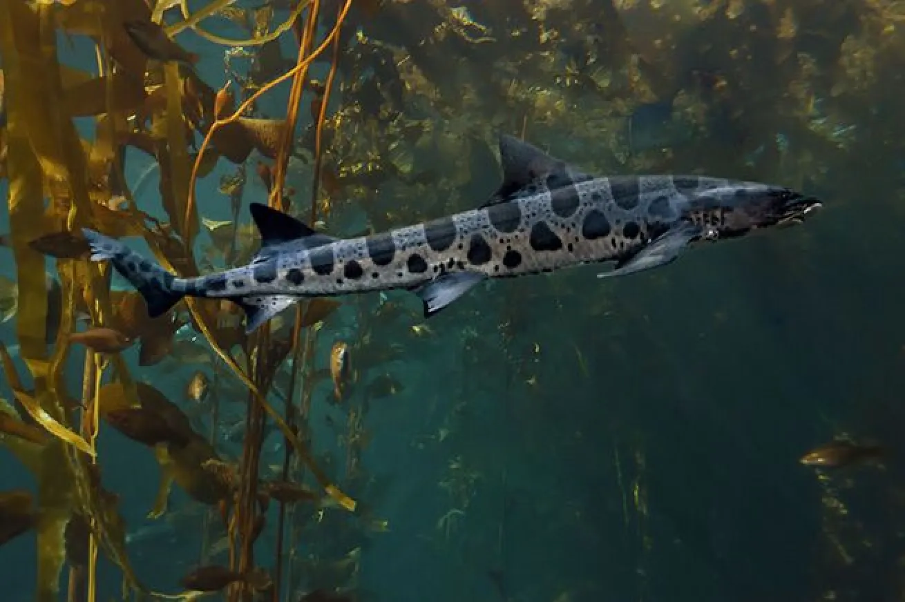 leopard shark