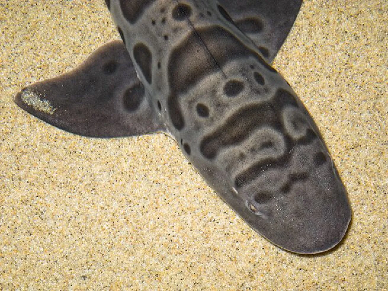 leopard shark resting