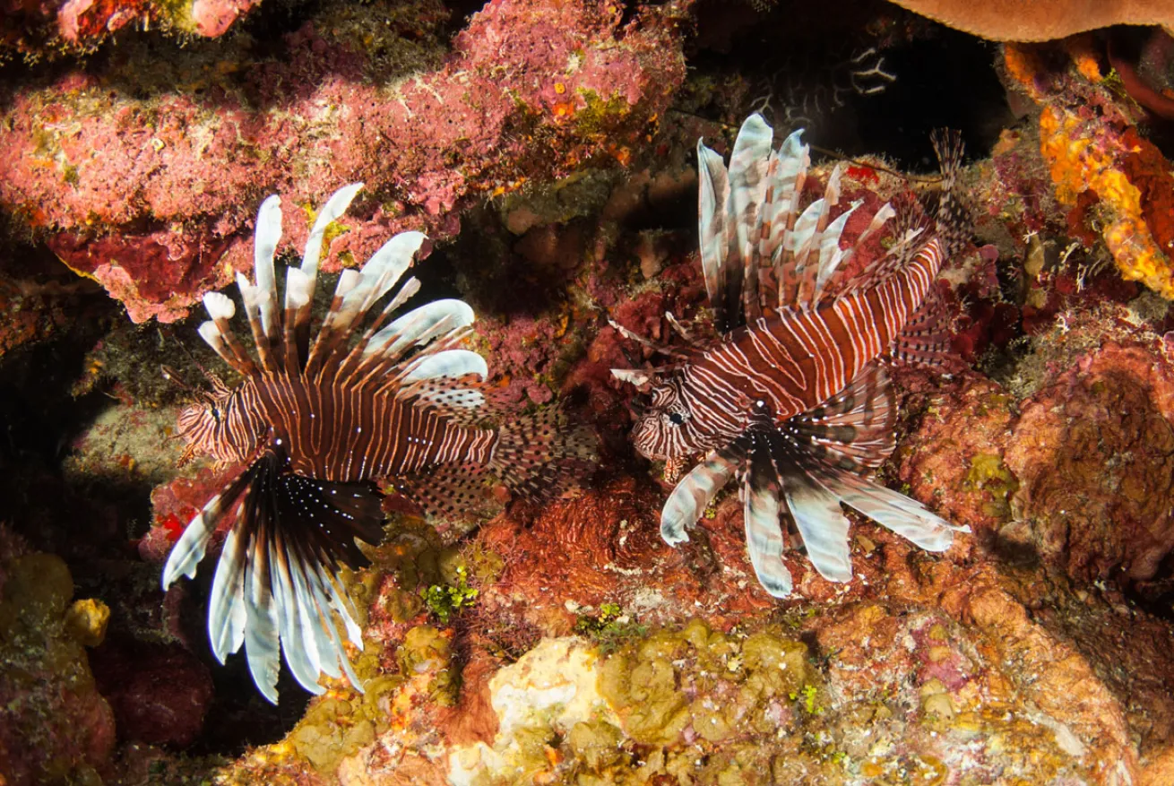 Lionfish Cayman Islands