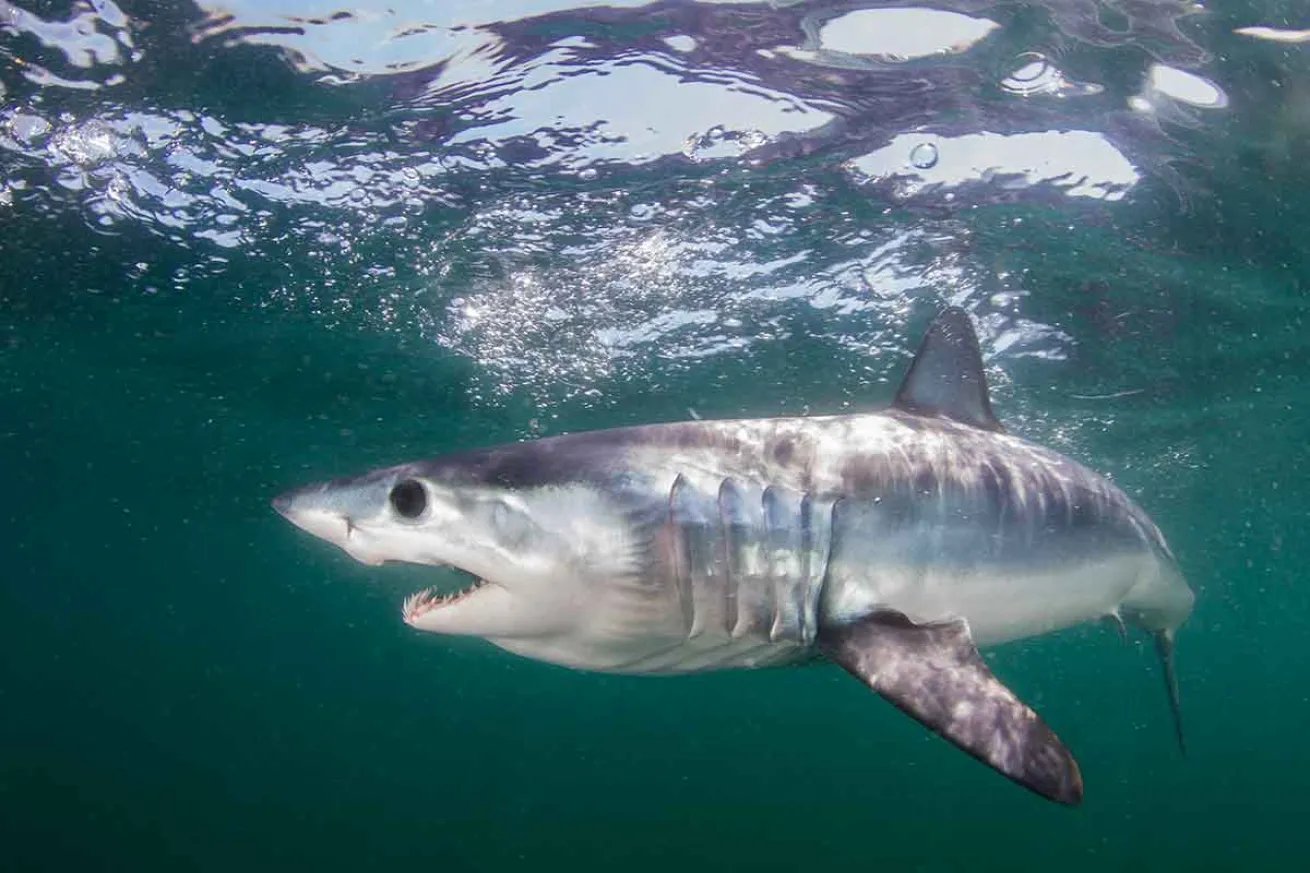 mako shark swimming speed
