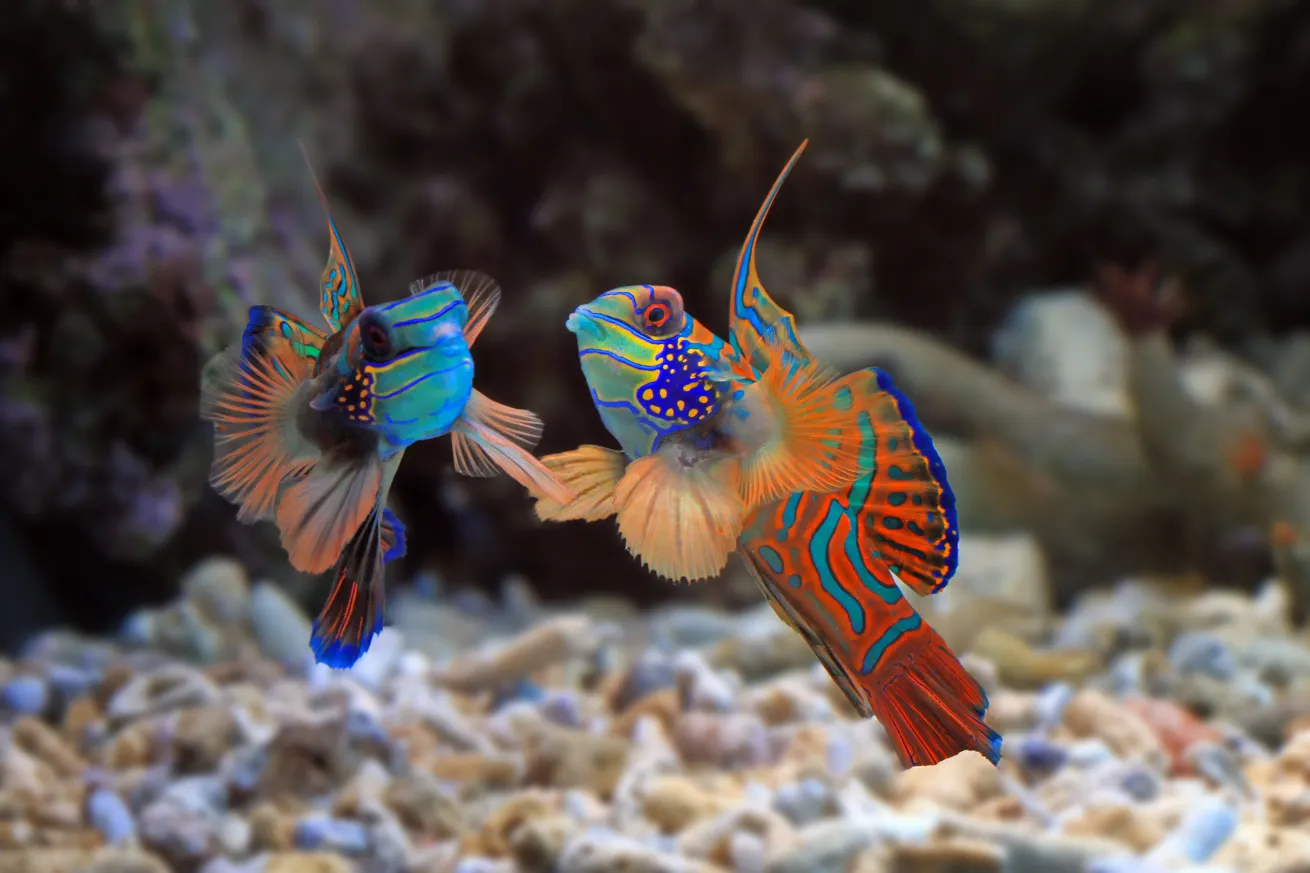 mandarin fish courtship