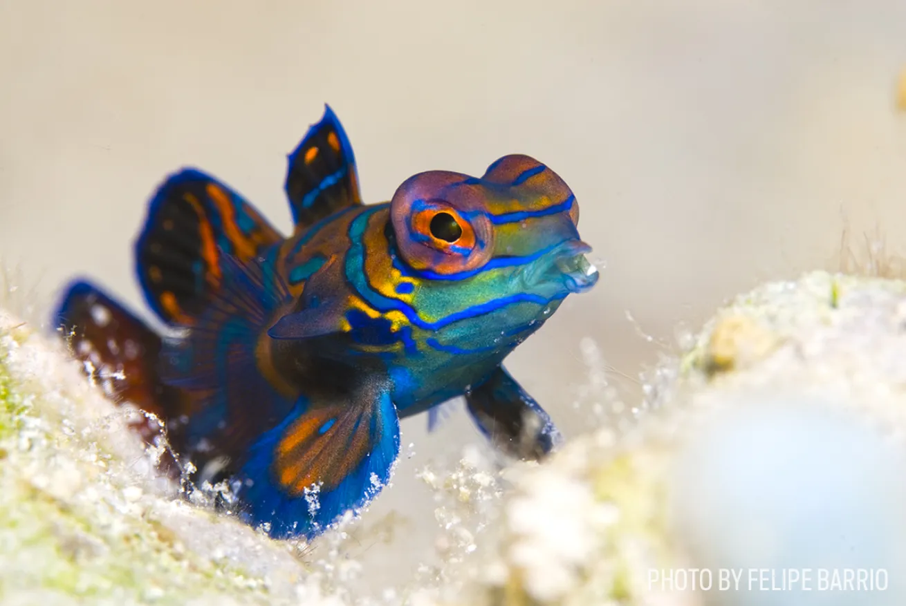mandarinfish photo macro