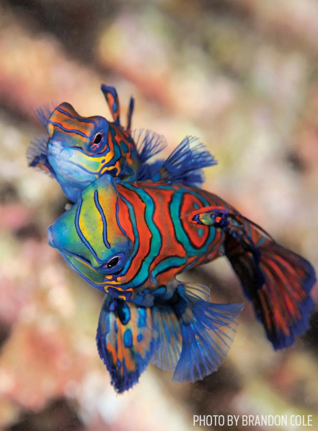 mandarin fish wakatobi scuba diving