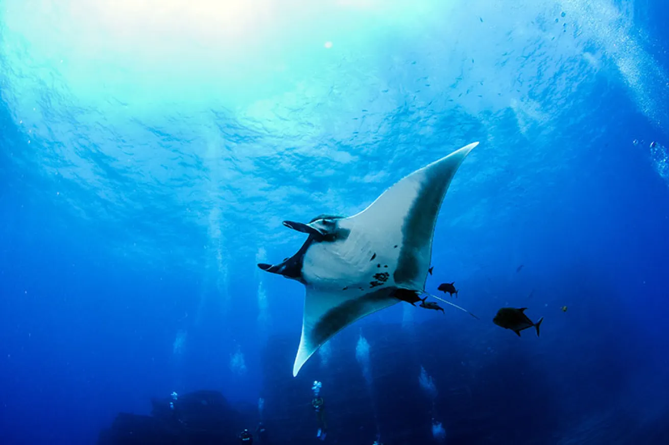 manta ray