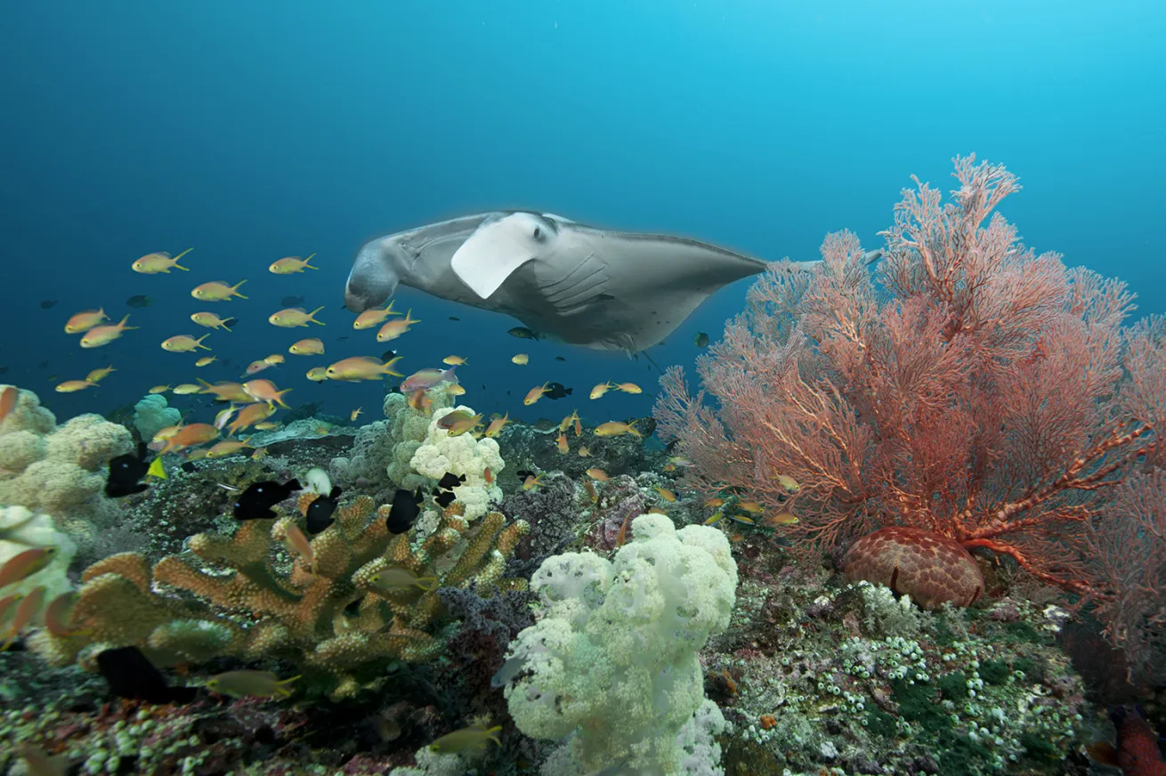 a manta ray soars over a vibrant reef with schools of fish