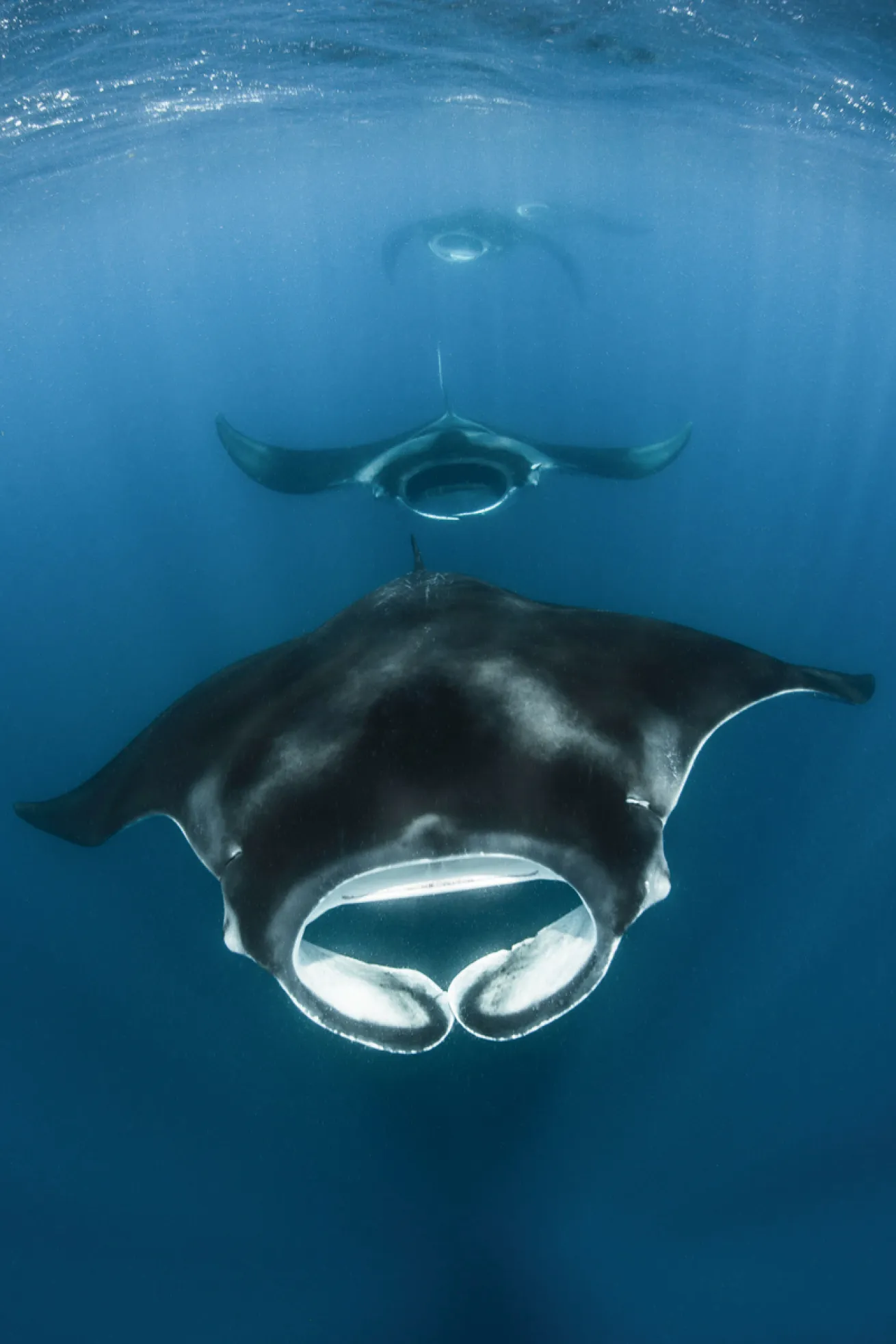 manta ray